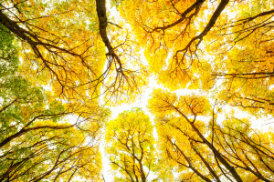Trees Little
